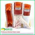 HEART16(12492) Artery & Vein Structure Anatomical Model for Medical Science